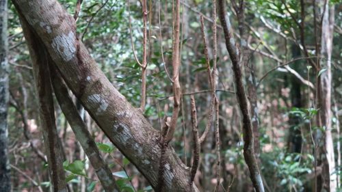 Ebony tree