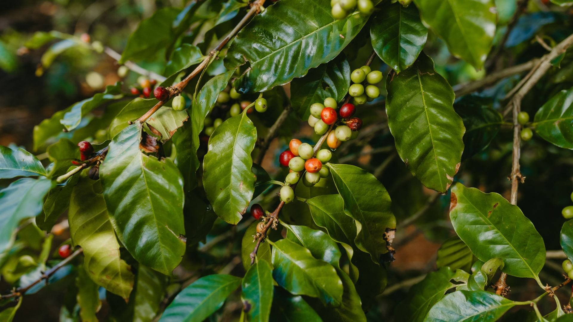 From Plant to Cup: Discover the Art of Coffee at Chamarel