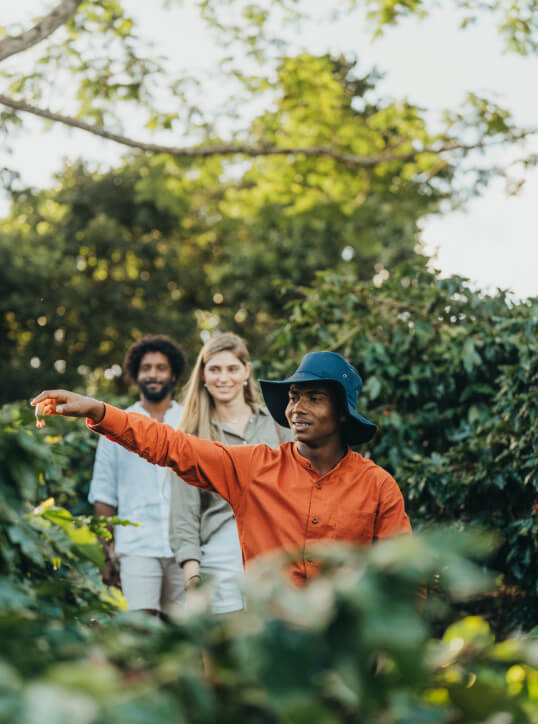 Coffee Plantation Tour