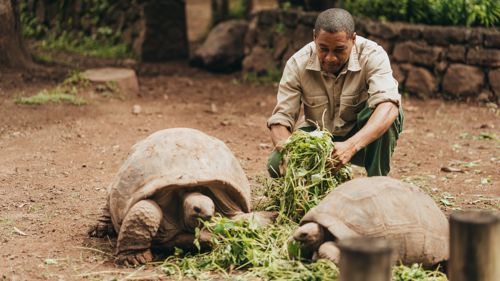 Tortues géantes au Geoparc de Chamarel