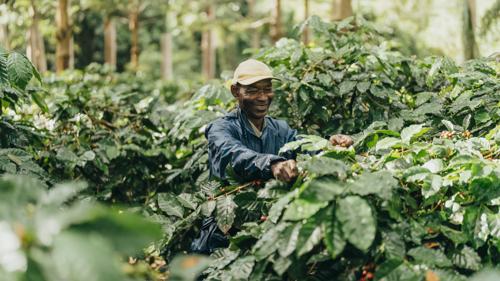 Guided coffee plantation tour showcasing coffee plants, beans, and traditional cultivation methods