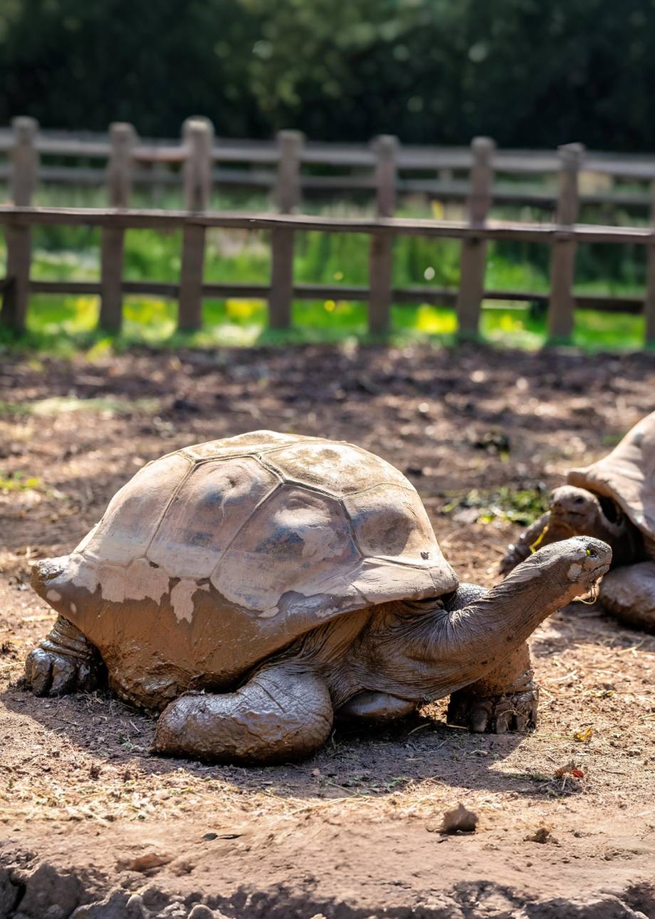 Tortoise Walking Freely In Park