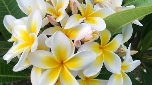 Frangipani, tropical flowers of Mauritius