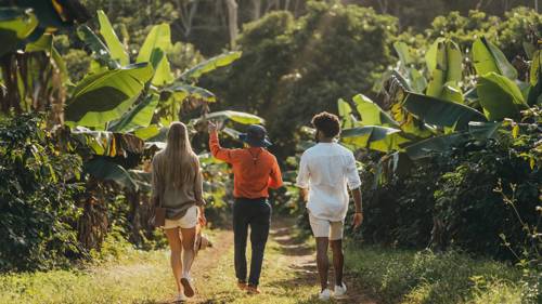 Visite guidée d’une plantation de café, mettant en valeur les plants de café