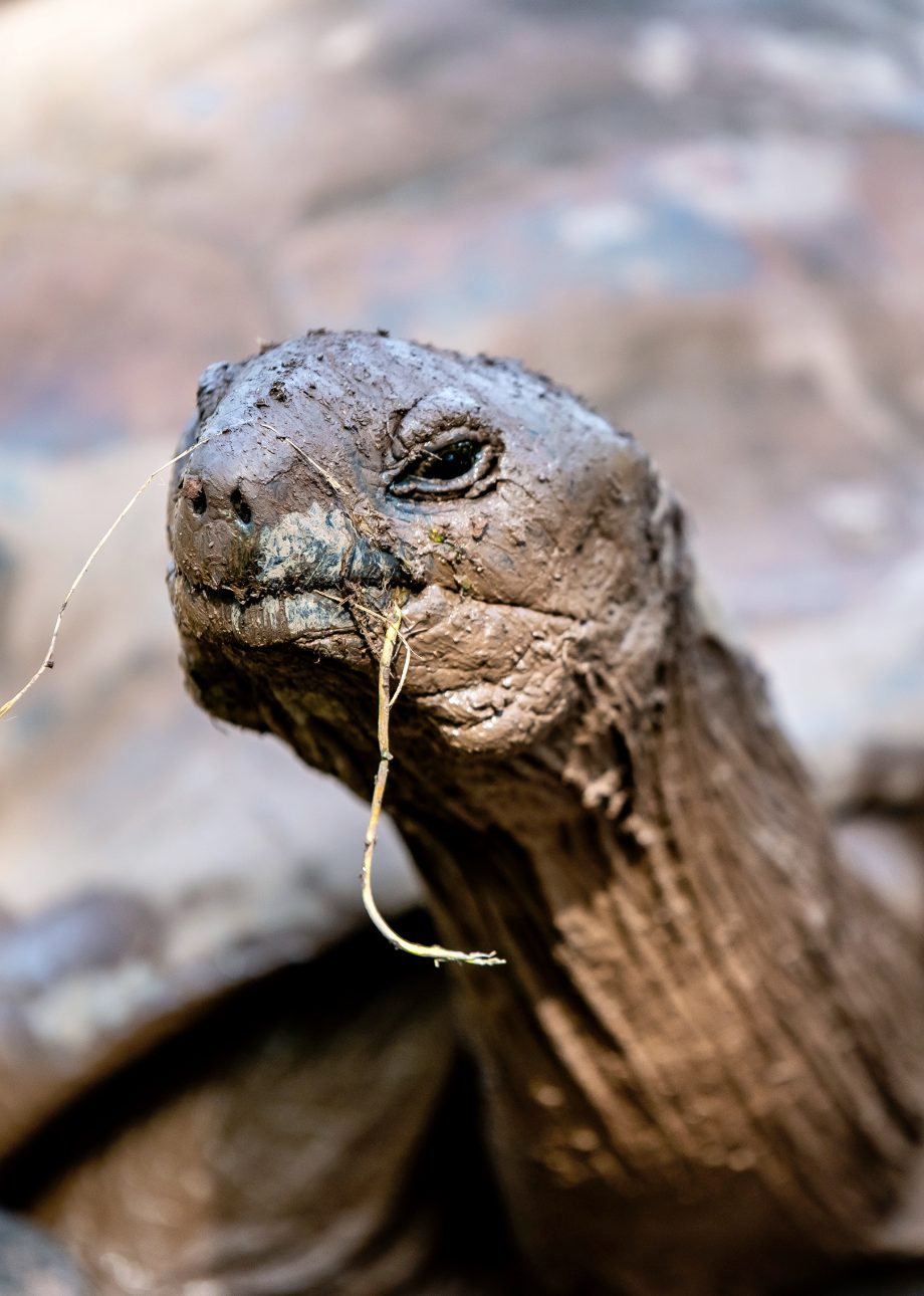 Tortoise Head Close Up